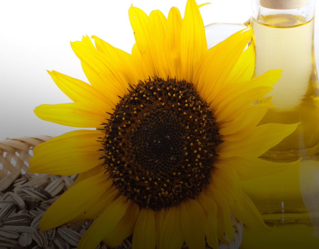 <span style="display: flex; align-items: center; gap: 5px;">Post-Fibras (3)<span style="display: flex; align-items: center;" title="Conteúdo Premium"><svg xmlns="http://www.w3.org/2000/svg" height="14" width="17.5" viewBox="0 0 640 512"><!--!Font Awesome Free 6.6.0 by @fontawesome - https://fontawesome.com License - https://fontawesome.com/license/free Copyright 2024 Fonticons, Inc.--><path fill="#FFD43B" d="M372.2 52c0 20.9-12.4 39-30.2 47.2L448 192l104.4-20.9c-5.3-7.7-8.4-17.1-8.4-27.1c0-26.5 21.5-48 48-48s48 21.5 48 48c0 26-20.6 47.1-46.4 48L481 442.3c-10.3 23-33.2 37.7-58.4 37.7l-205.2 0c-25.2 0-48-14.8-58.4-37.7L46.4 192C20.6 191.1 0 170 0 144c0-26.5 21.5-48 48-48s48 21.5 48 48c0 10.1-3.1 19.4-8.4 27.1L192 192 298.1 99.1c-17.7-8.3-30-26.3-30-47.1c0-28.7 23.3-52 52-52s52 23.3 52 52z"/></svg></span> </span> Post-Fibras (3)
